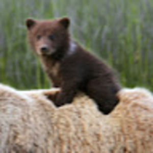 Meet your Posher, Sydney